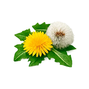 Proformax — Diente de león (Taraxacum officinale)